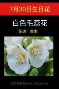 7月30日生日花：白色毛蕊花