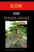 7月26日-8月04日(柏树)