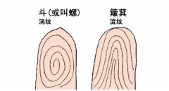 指纹算命十：斗、簸箕、斗、斗、簸箕