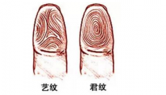 指纹算命二十：簸箕、斗、斗、簸箕、簸箕