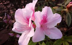 什么样的名字算得上好名