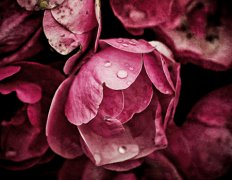 办公室养鱼的风水讲究