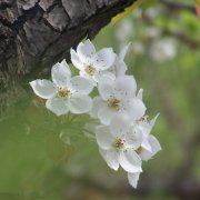 属狗人会在人生哪个阶段遭遇财政危机