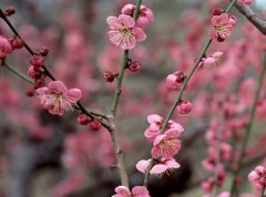  2019年2月13号出生的双胞胎男孩如何起名，五行属什么