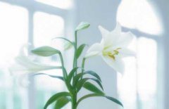  2019年2月25号出生的双胞胎男孩如何起名，五行属什么