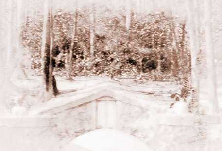 坟地长树