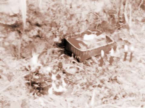 清明节孕妇可以去扫墓祭祖吗?