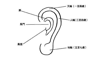 耳朵的分类有哪些？