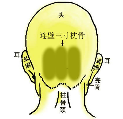 连璧三寸枕骨