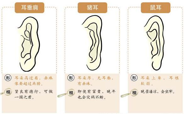 耳朵看命,耳朵看福气,耳朵看运势