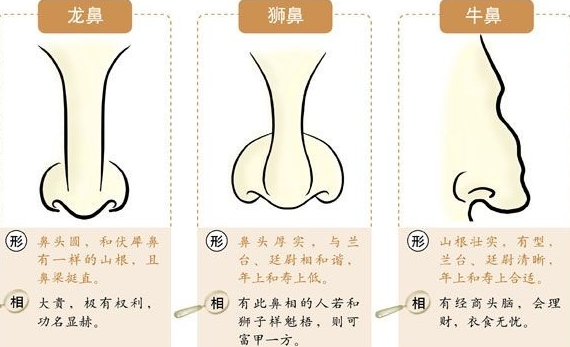 鼻子面相总论