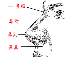 鼻子面相总论