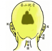 5.泰山枕骨