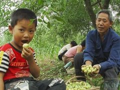 梦见吃枣子是什么意思 做梦梦到吃枣子好不好