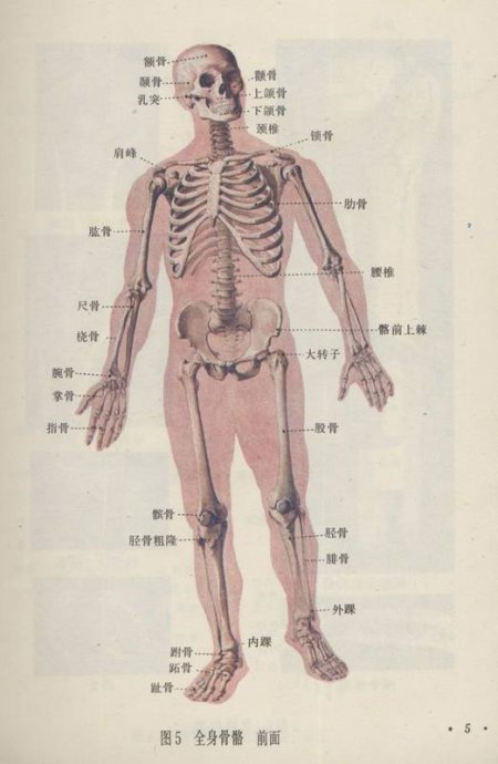 骨相学