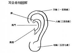 耳相的吉凶福运