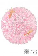 双鱼座的星座守护花是什么？