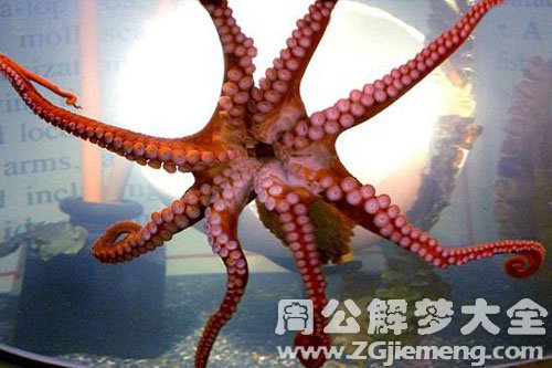 梦见八爪鱼