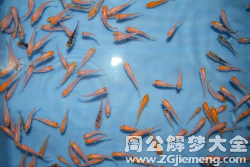 梦见鱼苗