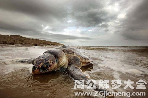 梦见海龟死了
