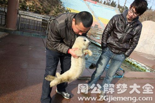 梦见海豹亲我