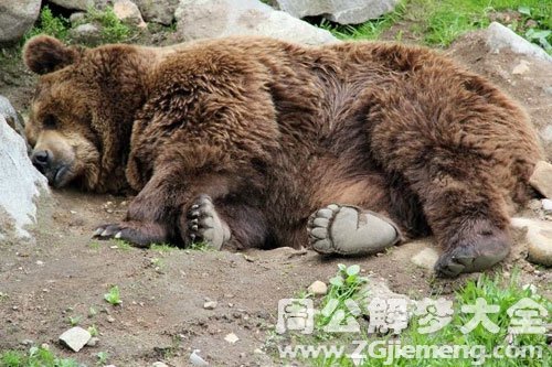 梦见狗熊死去