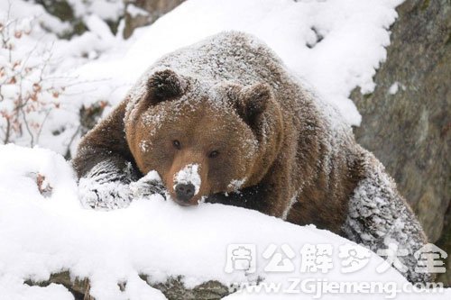 梦见大狗熊