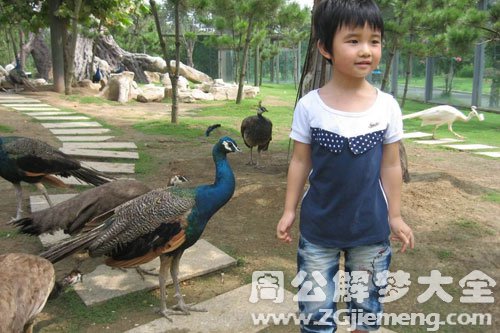梦见孔雀叼我