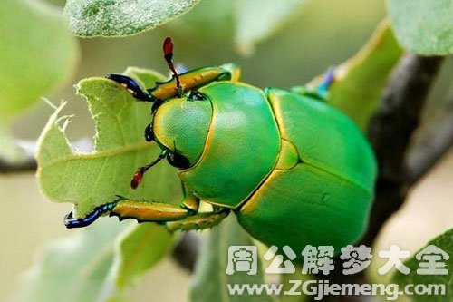 梦见头上有昆虫