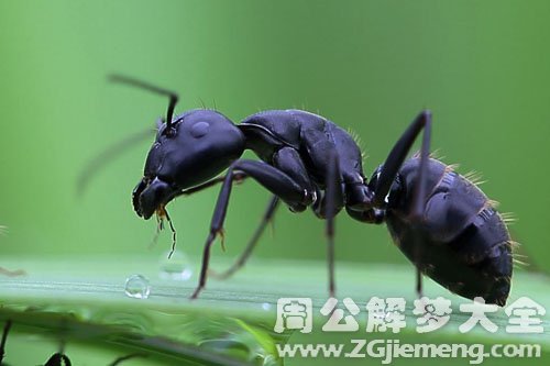 黑蚂蚁