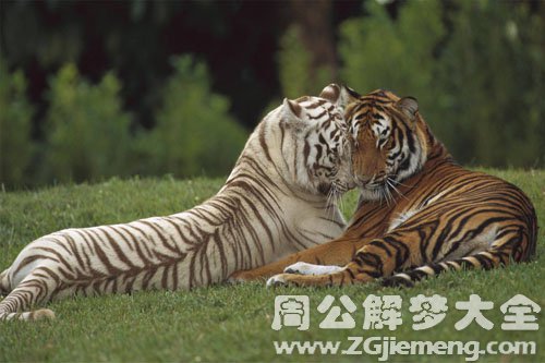 一群猛兽