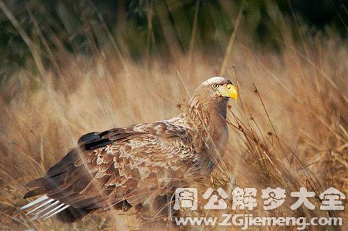 梦见老鹰钻到草里