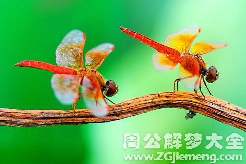 梦见蜻蜓咬我