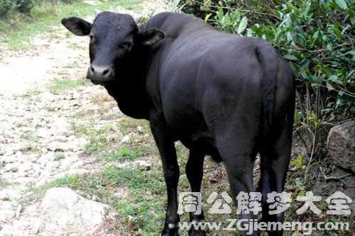 小黑牛