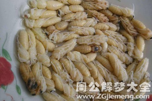 蜂蛹