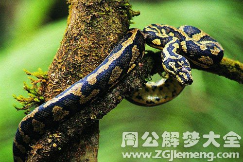 梦见死蛇咬自己