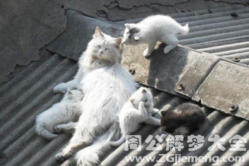 梦见野猫从房顶跑了