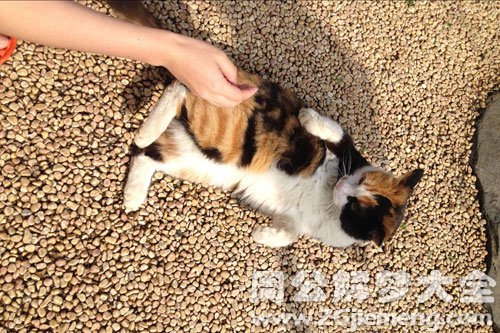 梦见野猫挠我腿