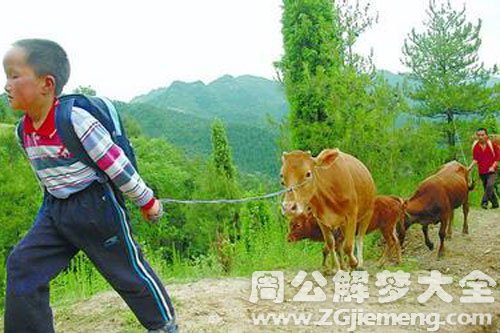 梦见别人在放牛