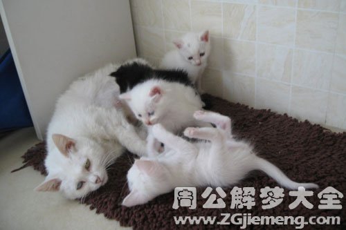 梦见饲养野猫