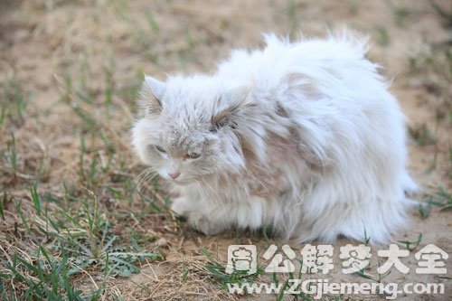 梦见野猫生病