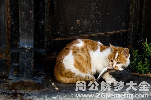 梦见野猫吃鱼