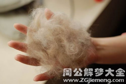 梦见野猫掉毛 梦见野猫掉毛