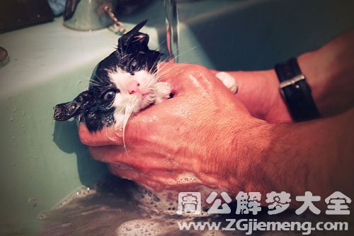 梦见野猫淹死