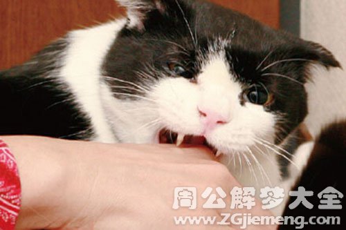 梦见野猫咬我手