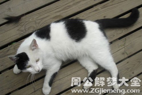 梦见野猫缠着我