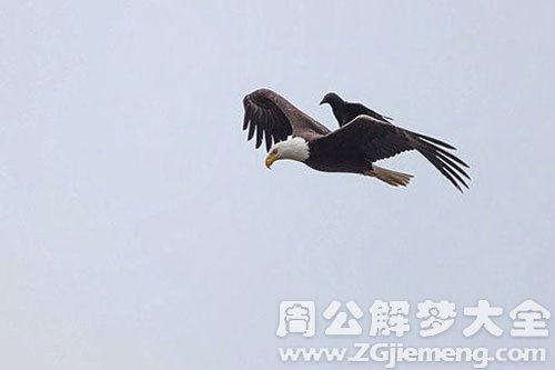 秃鹰在窗户边上