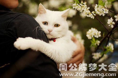 梦见野猫抱着我