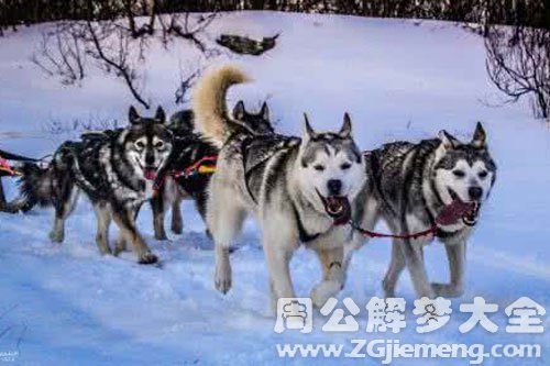 一群狗追我
