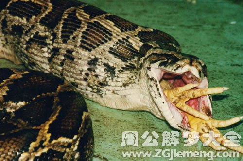 梦见死蛇肚中有死人